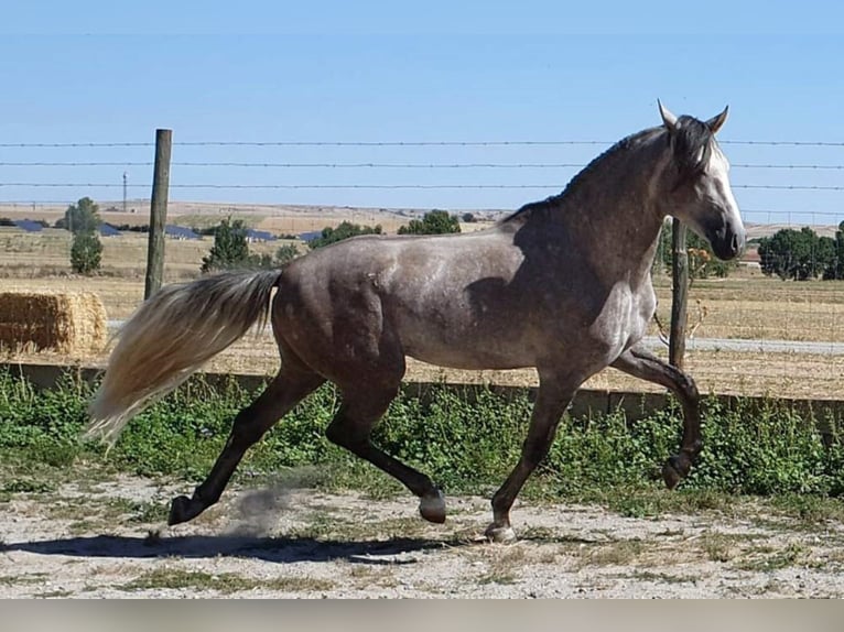 PRE Mix Gelding 8 years 15,2 hh Gray in MADRID