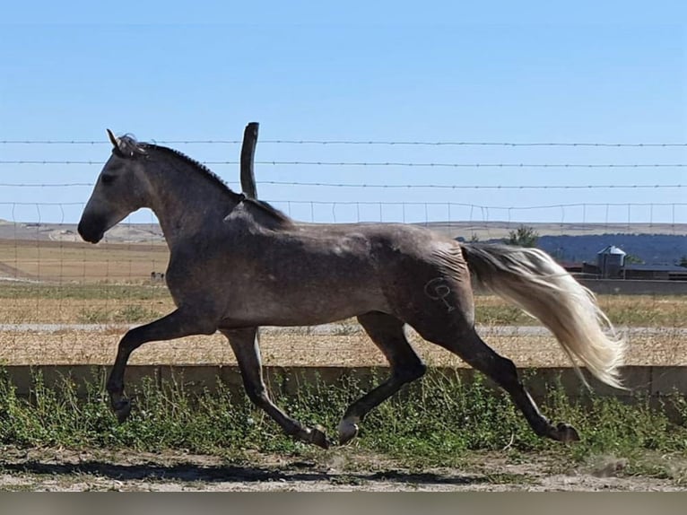 PRE Mix Gelding 8 years 15,2 hh Gray in MADRID