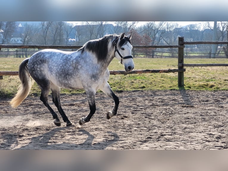 PRE Gelding 8 years 15.2 hh Grey-Dapple in Regensburg