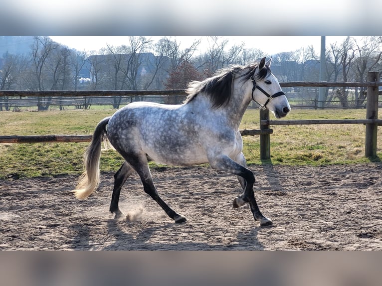 PRE Gelding 8 years 15.2 hh Grey-Dapple in Regensburg