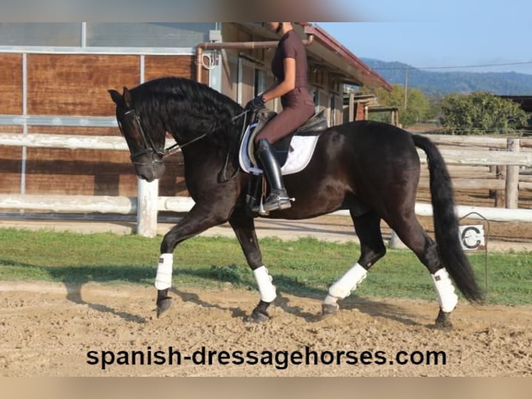 PRE Gelding 8 years 15,3 hh Black in Barcelona