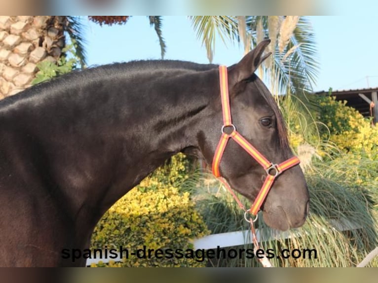 PRE Gelding 8 years 15,3 hh Black in Barcelona