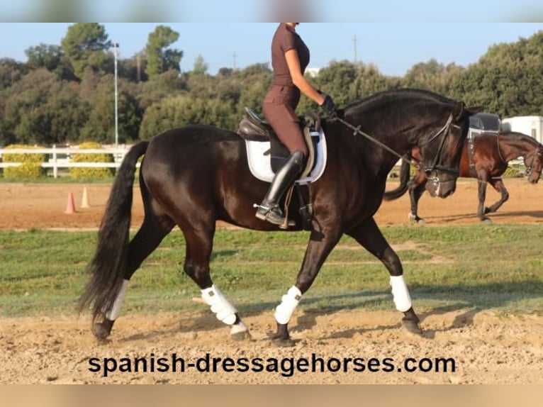 PRE Gelding 8 years 15,3 hh Black in Barcelona