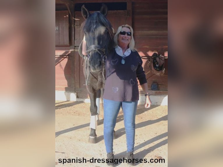 PRE Gelding 8 years 15,3 hh Black in Barcelona