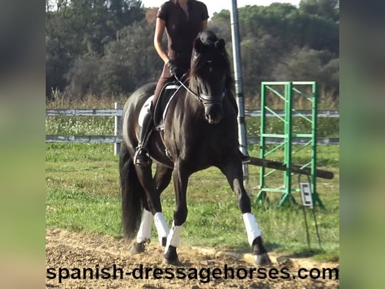 PRE Gelding 8 years 15,3 hh Black in Barcelona