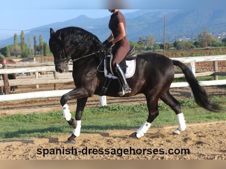 PRE Gelding 8 years 15,3 hh Black in Barcelona