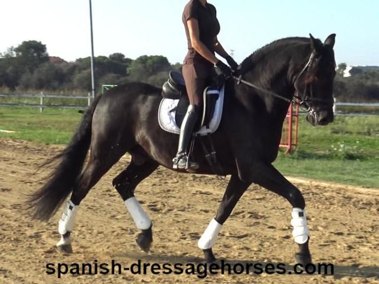 PRE Gelding 8 years 15,3 hh Black in Barcelona