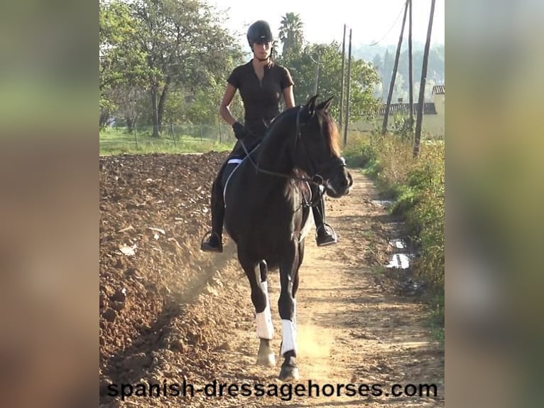 PRE Gelding 8 years 15,3 hh Black in Barcelona