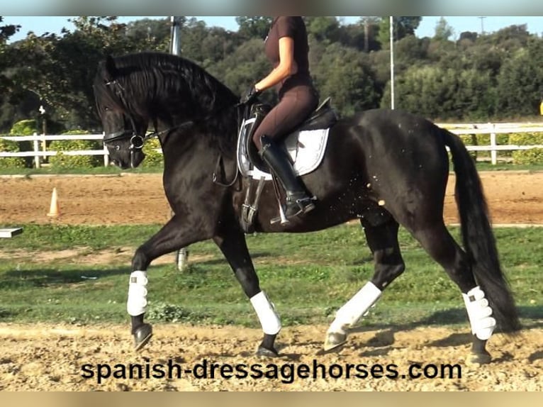 PRE Gelding 8 years 15,3 hh Black in Barcelona