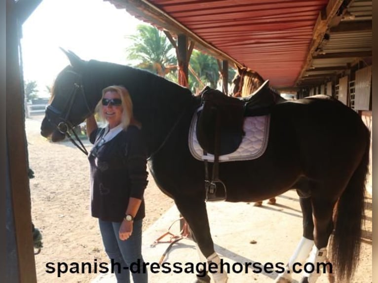 PRE Gelding 8 years 15,3 hh Black in Barcelona