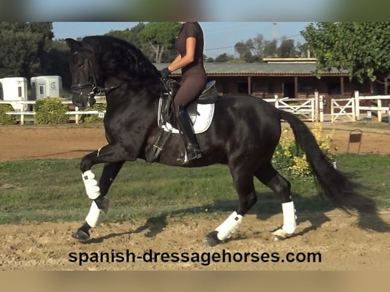 PRE Gelding 8 years 15,3 hh Black in Barcelona