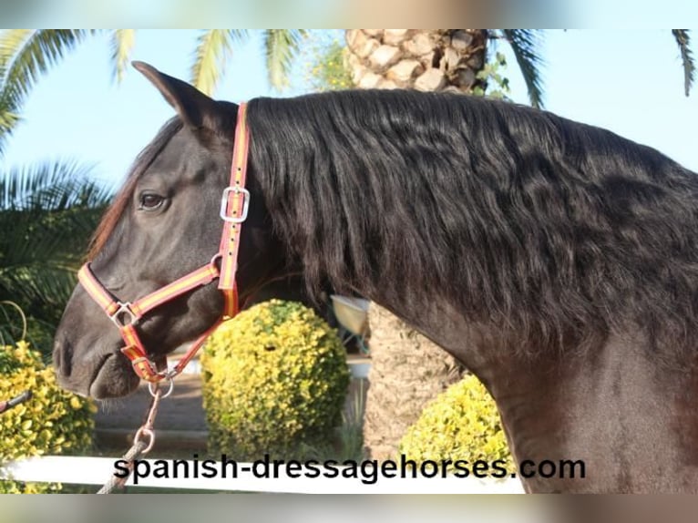 PRE Gelding 8 years 15,3 hh Black in Barcelona