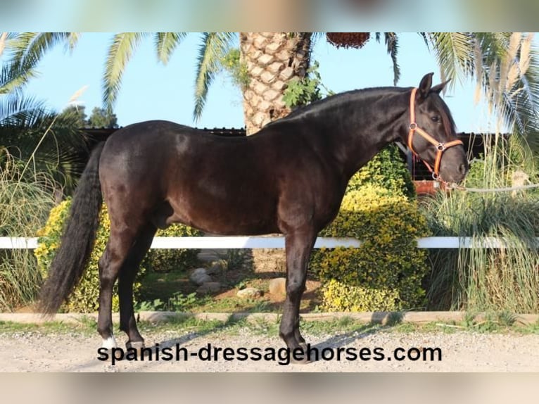 PRE Gelding 8 years 15,3 hh Black in Barcelona