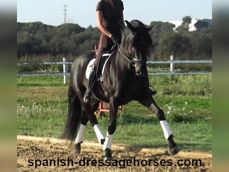 PRE Gelding 8 years 15,3 hh Black in Barcelona