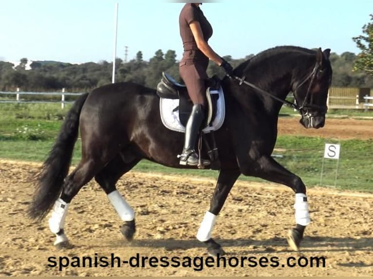 PRE Gelding 8 years 15,3 hh Black in Barcelona