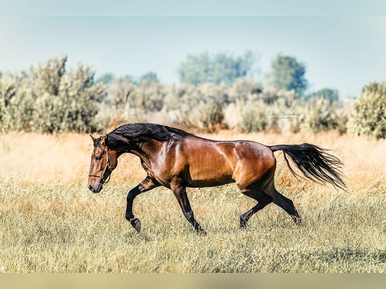 PRE Mix Gelding 8 years 15,3 hh Brown in Hinterhagen