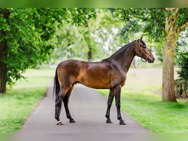 PRE Mix Gelding 8 years 15,3 hh Brown in Sottrum