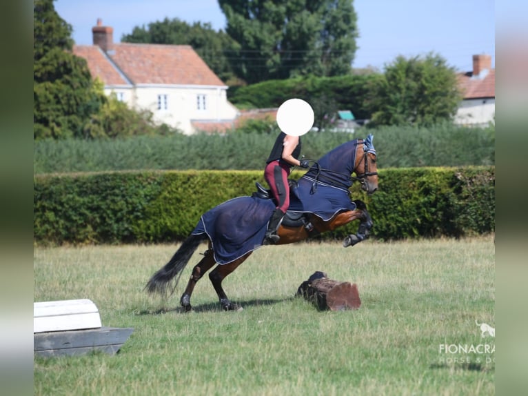 PRE Gelding 8 years 15,3 hh in Quargnento