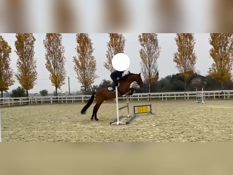 PRE Gelding 8 years 15,3 hh in Quargnento