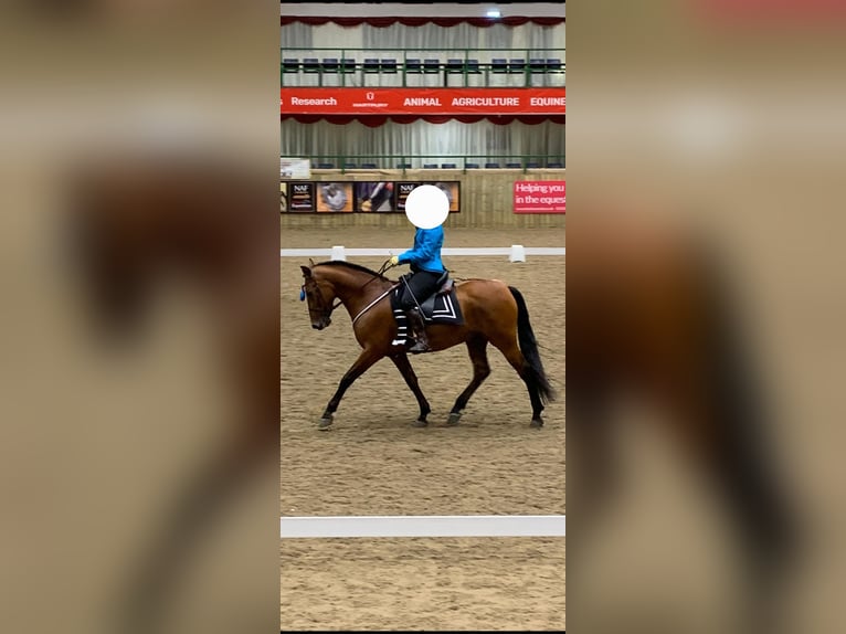 PRE Gelding 8 years 15,3 hh in Quargnento