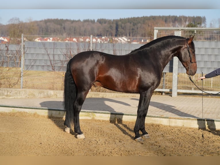 PRE Gelding 8 years 15,3 hh Smoky-Black in Krumbach