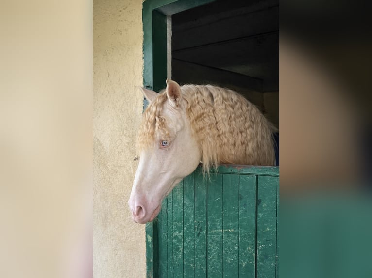 PRE Gelding 8 years 15 hh Cremello in Alcobendas