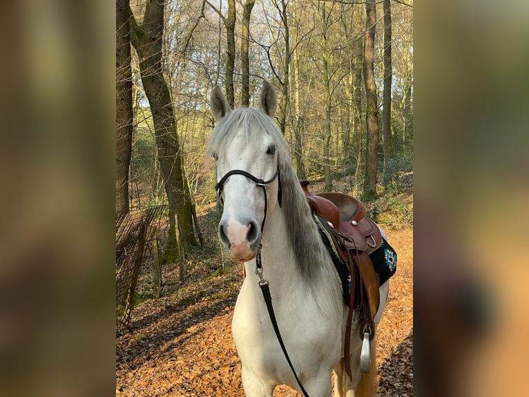 PRE Mix Gelding 8 years 15,1 hh Grey in Moers