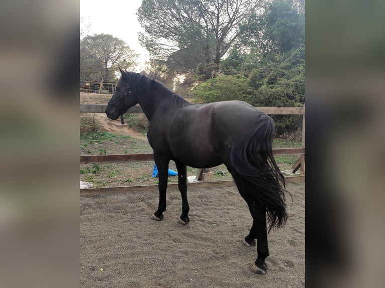 PRE Mix Gelding 8 years 15,2 hh Black in Orrius