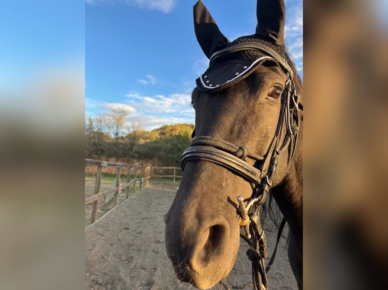 PRE Mix Gelding 8 years 15,2 hh Black in Orrius