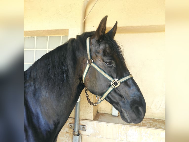 PRE Mix Gelding 8 years 15,2 hh Black in Orrius