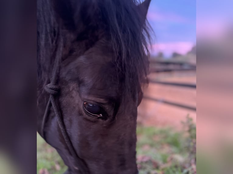 PRE Mix Gelding 8 years 15,2 hh Black in Orrius