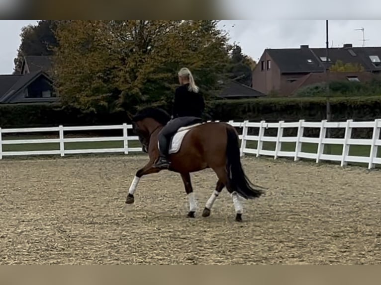 PRE Gelding 8 years 15,2 hh Brown in Niederkr&#xFC;chten