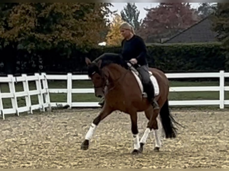 PRE Gelding 8 years 15,2 hh Brown in Niederkr&#xFC;chten
