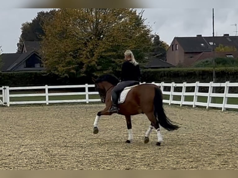 PRE Gelding 8 years 15,2 hh Brown in Niederkr&#xFC;chten