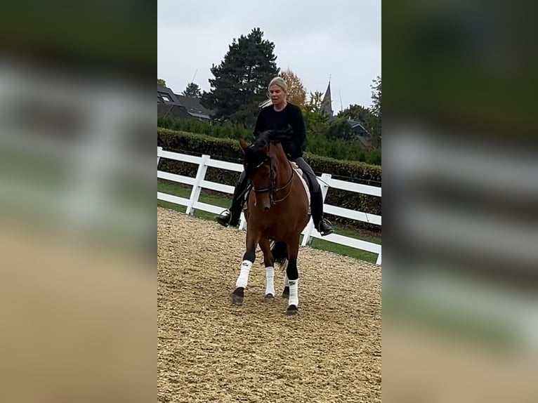 PRE Gelding 8 years 15,2 hh Brown in Niederkr&#xFC;chten
