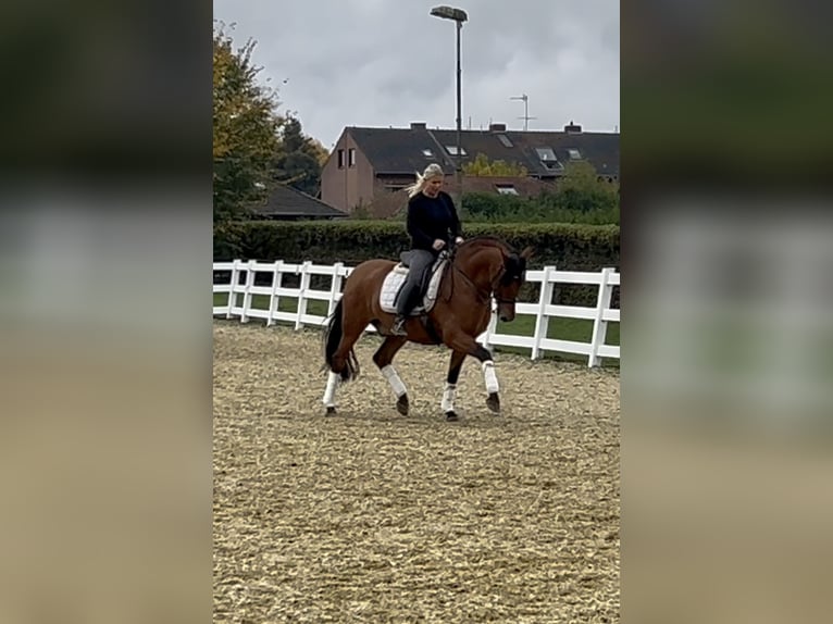 PRE Gelding 8 years 15,2 hh Brown in Niederkr&#xFC;chten