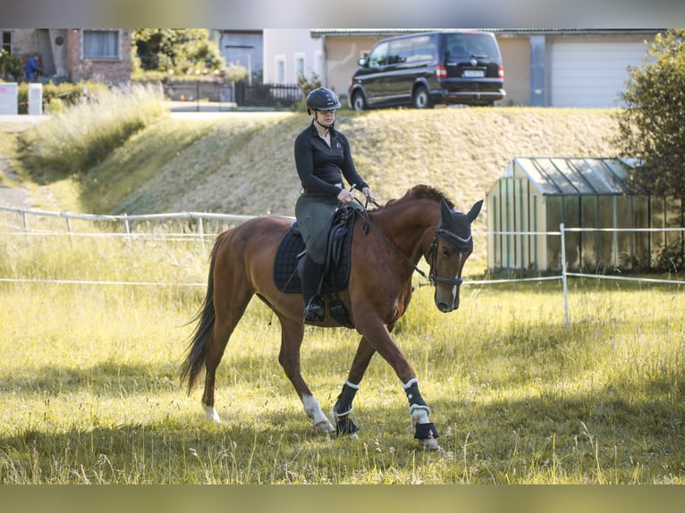 PRE Mix Gelding 8 years 15,2 hh Chestnut-Red in Bautzen