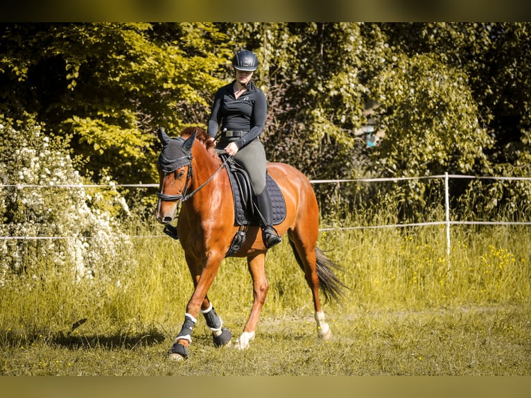 PRE Mix Gelding 8 years 15,2 hh Chestnut-Red in Bautzen