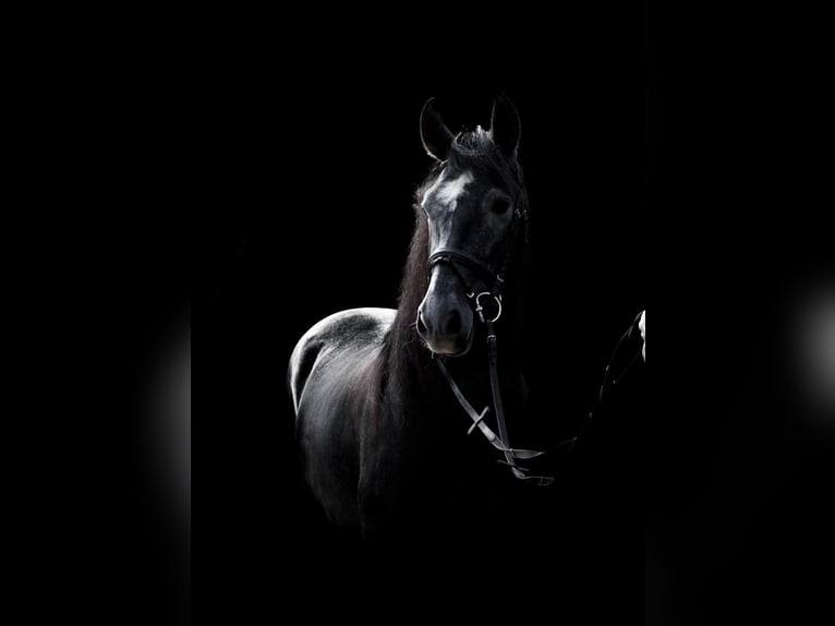 PRE Mix Gelding 8 years 15,2 hh Grey-Dark-Tan in Ofterdingen PRE Mix Gelding 8 years 15,2 hh Grey-Dark-Tan in Ofterdingen