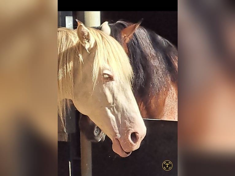 PRE Gelding 8 years 15,2 hh Perlino in Einbeck