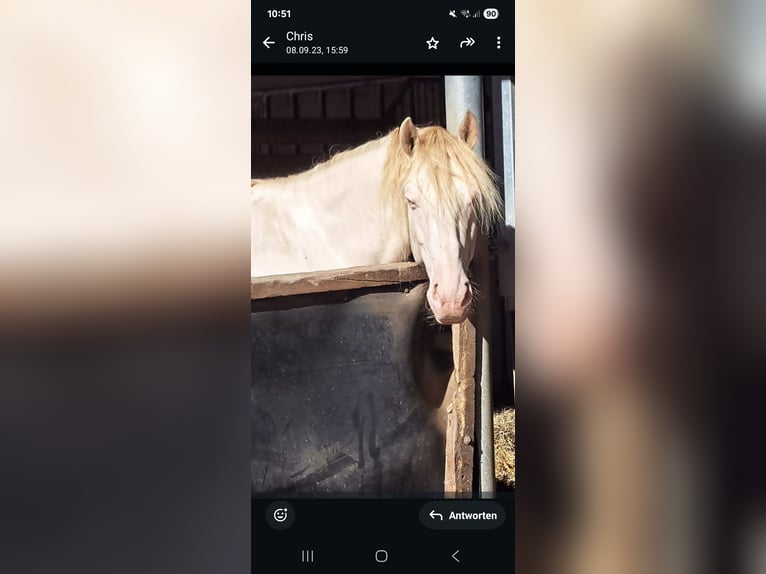 PRE Gelding 8 years 15,2 hh Perlino in Einbeck