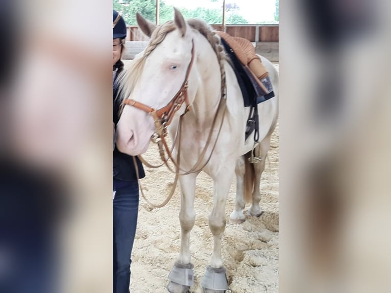 PRE Gelding 8 years 15,2 hh Perlino in Einbeck