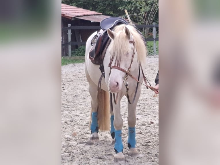 PRE Gelding 8 years 15,2 hh Perlino in Einbeck