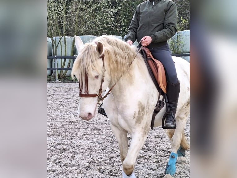 PRE Gelding 8 years 15,2 hh Perlino in Einbeck
