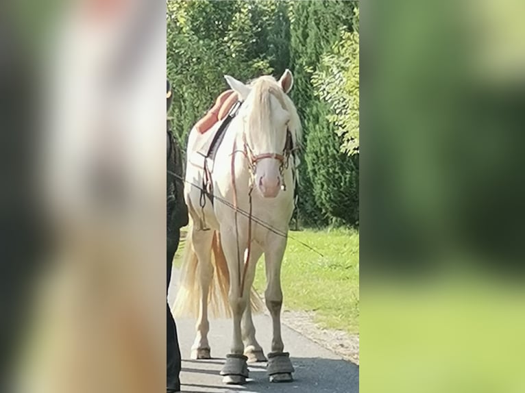 PRE Gelding 8 years 15,2 hh Perlino in Einbeck