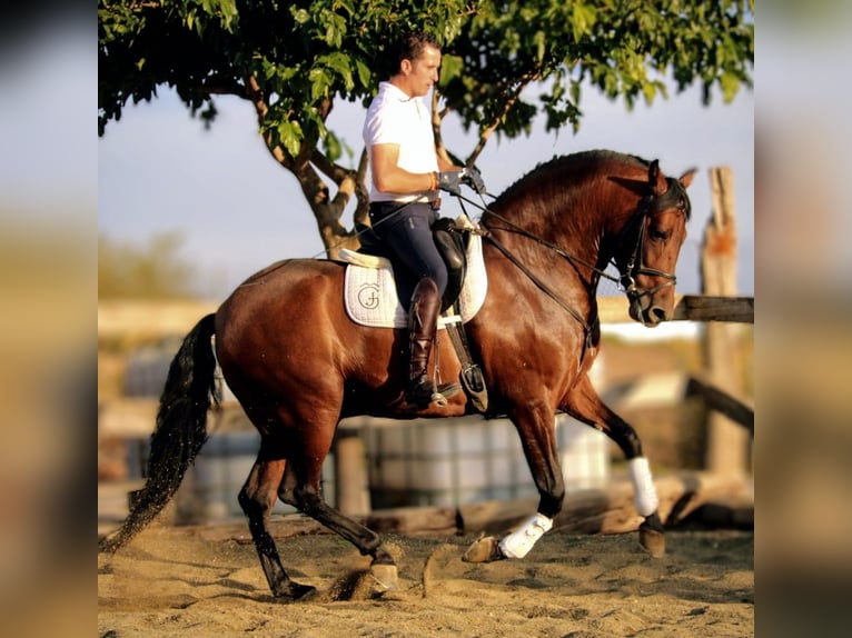 PRE Mix Gelding 8 years 15,3 hh Brown in Valencia