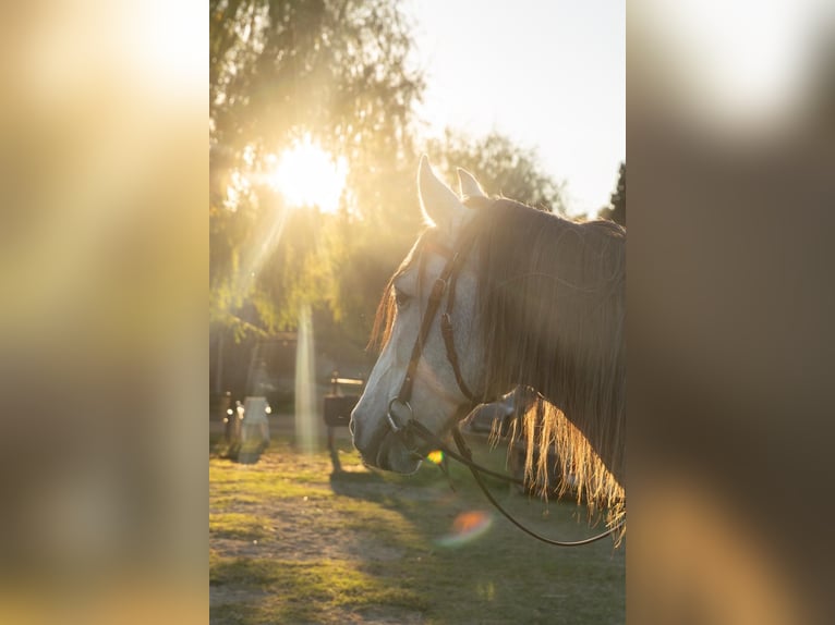 PRE Gelding 8 years 15,3 hh Grey in Castello D'Empuries