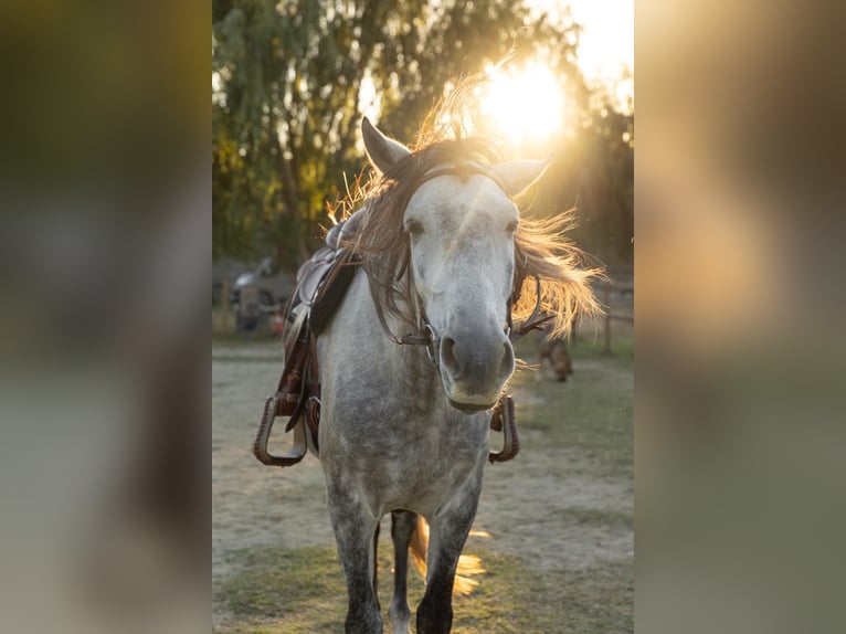 PRE Gelding 8 years 15,3 hh Grey in Castello D'Empuries
