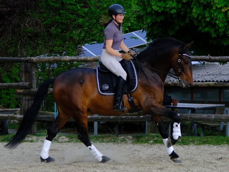 PRE Gelding 8 years 16.1 hh Bay-Dark in Hückeswagen