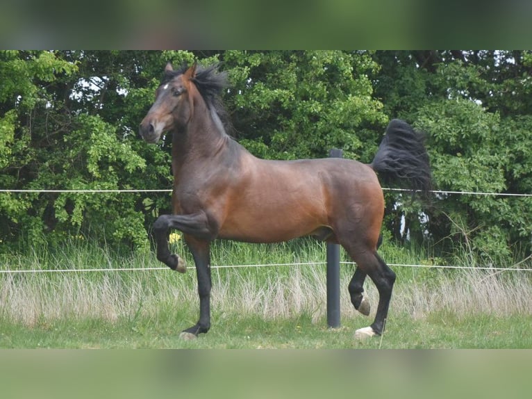 PRE Mix Gelding 8 years 16,1 hh Bay in NAVAS DEL MADRONO